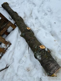 dřevo kmen višně - 11