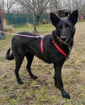 CONNIE K ADOPCI - nejvěrnější parťačka, mazel na N-tou - 11