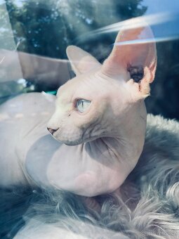 Sphynx - 11