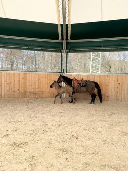 Grullo klisna American Quarter Horse v typu bull - 11