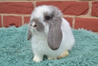 MINILOP mláďata k okamžitému odběru - 11