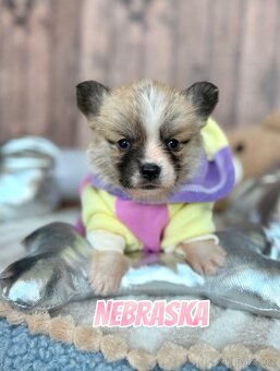 Welsh Corgi Pembroke - 11