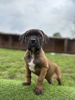Cane corso s PP - 11