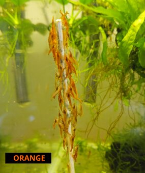 Krevetky krevety neocaridina davidi / heteropoda - 11
