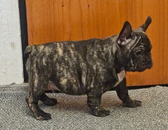 Francouzský buldoček - 11