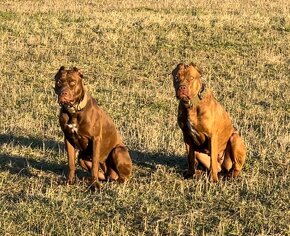 Výnimočné šteniatka americky bandog s rodokmenom k odberu - 11