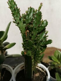 Sukulenty. kaktusy, tlustice, sansevierie, pokojové rostliny - 11