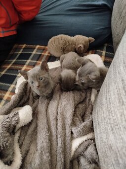 Cornish rex koťátka bez PP - 11