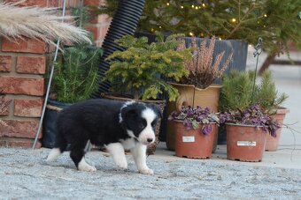 Border Collie - černobílý pejsek s PP - 11