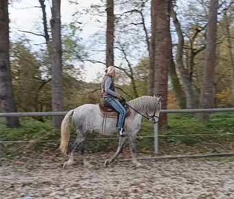 Lusitano - exkluzivní valach - 11