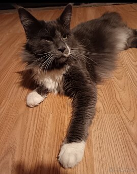 Koťata mainská mívalý - 11