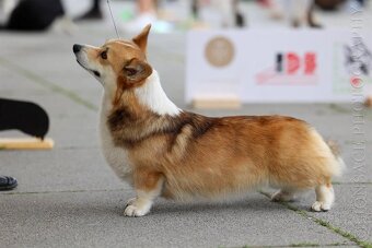 Welsh corgi pembroke s PP - 11