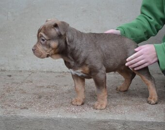 American bully pocket / sharpei - 11