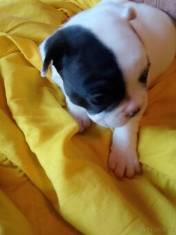 Francouzský buldoček štěňata - 11