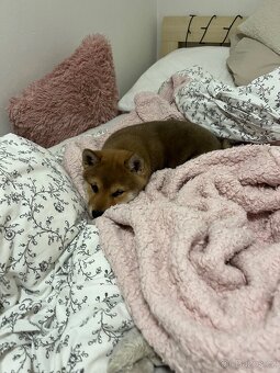 Štěňátko Shiba inu s PP - 11