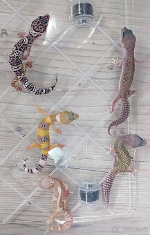 Gekončík noční - letošní mláďata - 11