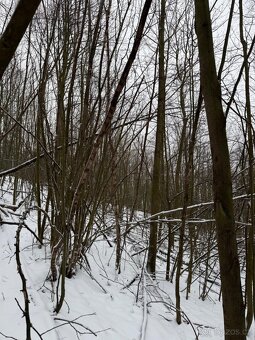 Prodám lesní pozemky v k.ú. Petřkovice u Starého Jičína - 11