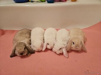 Zakrslý králík - 11