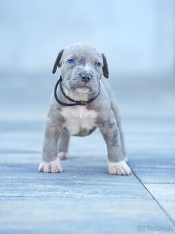 American bully xl, pitbull xxl - 11