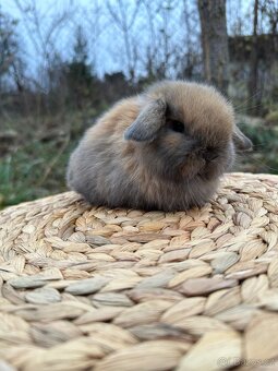 Minilop - zakrslý beránek - 11