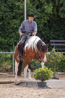 Fantastic Dj Valentin -připouštění homozygotní APH plemeník - 11