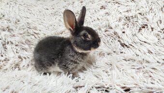 Zakrslý králík, králíček -(REX)-DAISY - 11