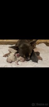 American bully pocket - 11