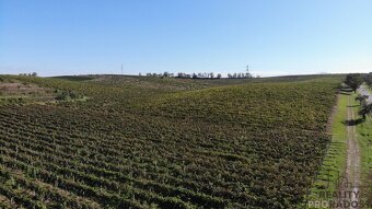 Prodej vinohradu 11340 m2 Čejkovice, Vinohrad 11340 m2 Čejk - 11