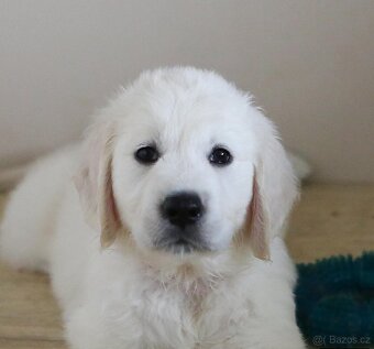 Zlatý Retrívr - 11