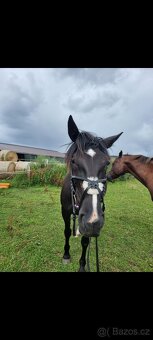 Uzdečka s mexickým nánosníkem - 11