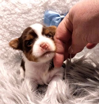 Biewer,Biro a Black-tan Yorkshire Terier s PP holky i kluci - 11