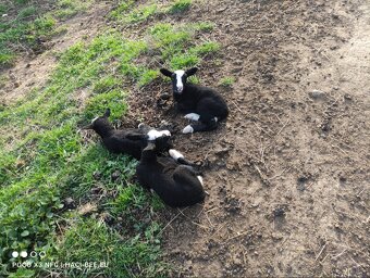 Na prodej: 4 beránky plemene Zwartbles - 11