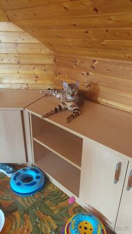 Bengalská kočka-koťátka  s PP - 11