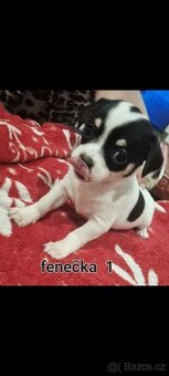 Čivava mini štěňata bez pp - 11