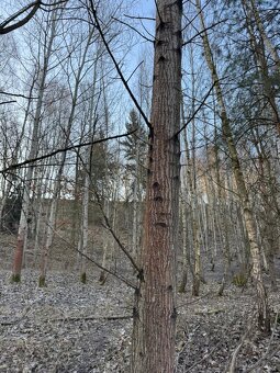 Prodám lesní pozemek v katastrálním území Radouň - 11