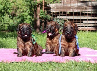 PLAVÁ ŠTĚŇÁTKA BRIARDŮ - 11