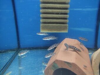 TLAMOVCI    TANGANIKA      MALAWI - 11