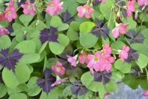 Pokojové rostliny - 11