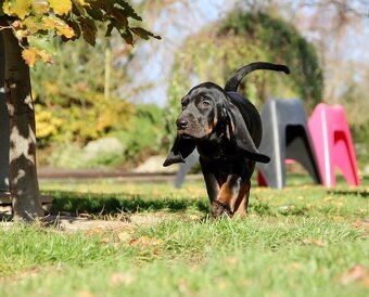 Coonhound Black and Tan/ Americký mývalí pes - 11