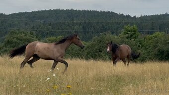 Prodáme 1,5 letou klisnu Českého teplokrevníka, ČT - 11