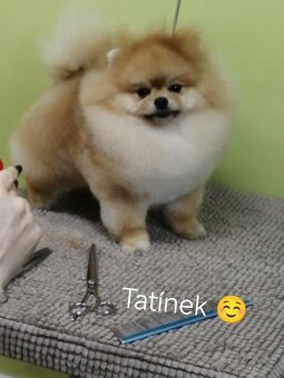 pomeraniany - 11