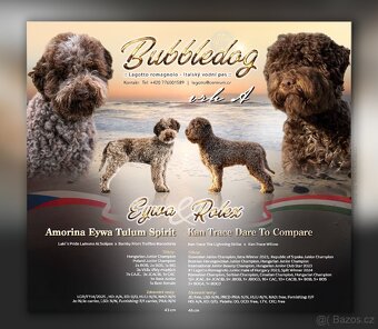 Lagotto Romagnolo s PP - 11