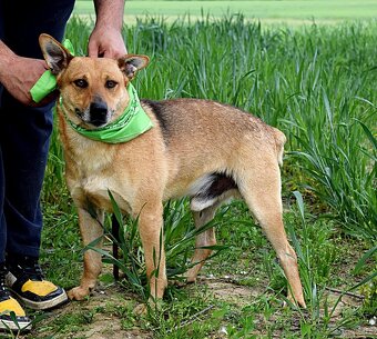 INKY K ADOOPCI - 3 ROKY,PŘÁTELSKÝ, KAMARÁD,VHODNÝ K SENIORŮM - 11