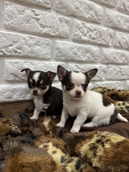 Miničivava-rezervace - 11