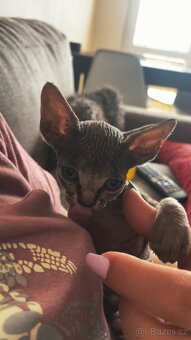 Kanadský Sphynx kaťata bez pp - 11