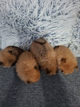 Pomeranian - 11