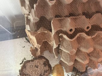 Prodám agamu+ všechny vybaveni. Rychlá koupe sleva 500 a vic - 11