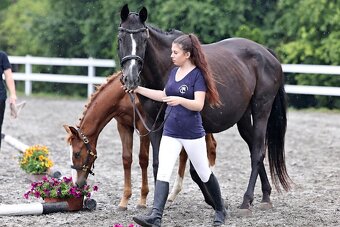 Klisnička po One And Only (Don VHP) - 11