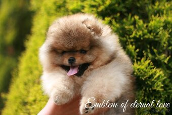 Pomeranian FCI - 11