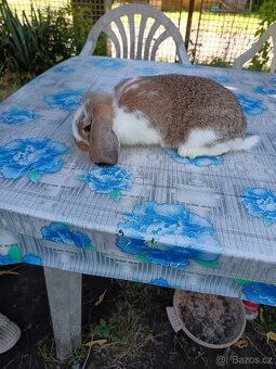 prodám samici králíka beránek - 11